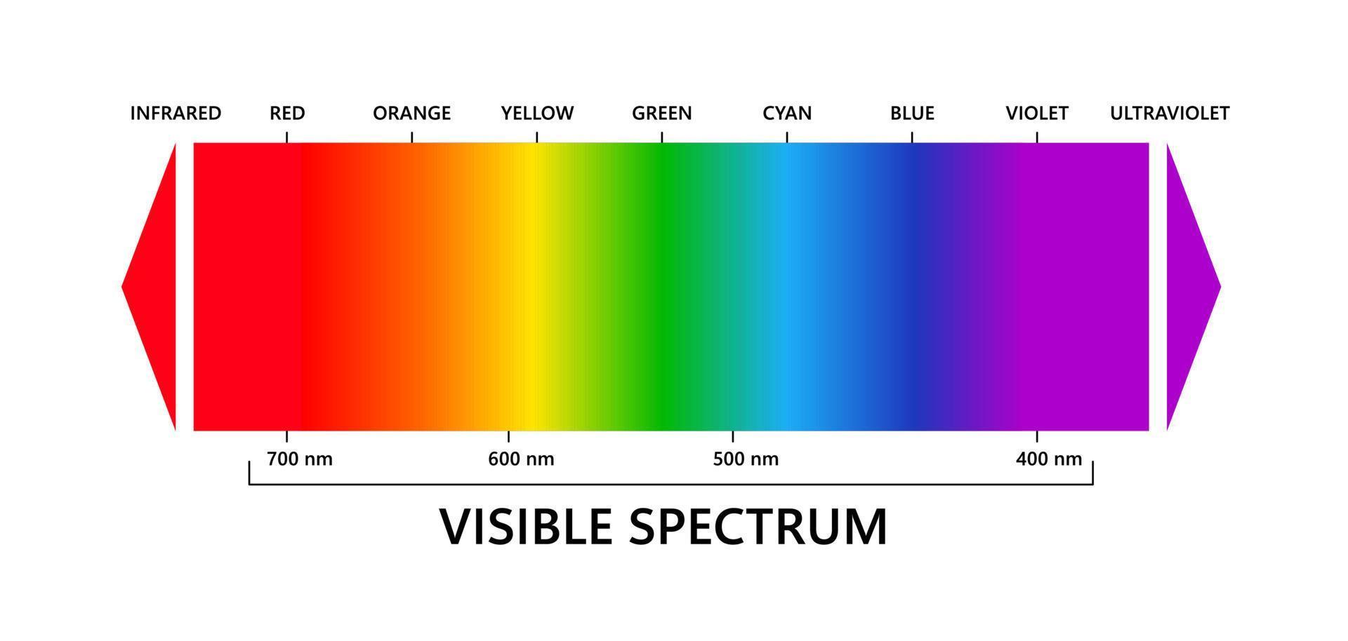 Visible light spectrum, infared and ultraviolet. Electromagnetic visible color spectrum for human eye. Vector gradient diagram with wavelength and colors. Educational illustration on white background