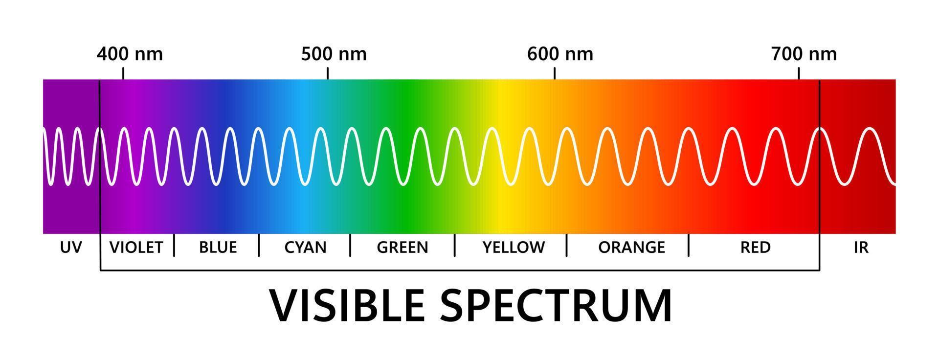 Visible light spectrum, infared and ultraviolet. Light wavelength. Electromagnetic visible color spectrum for human eye. Gradient diagram. Educational vector illustration on white background