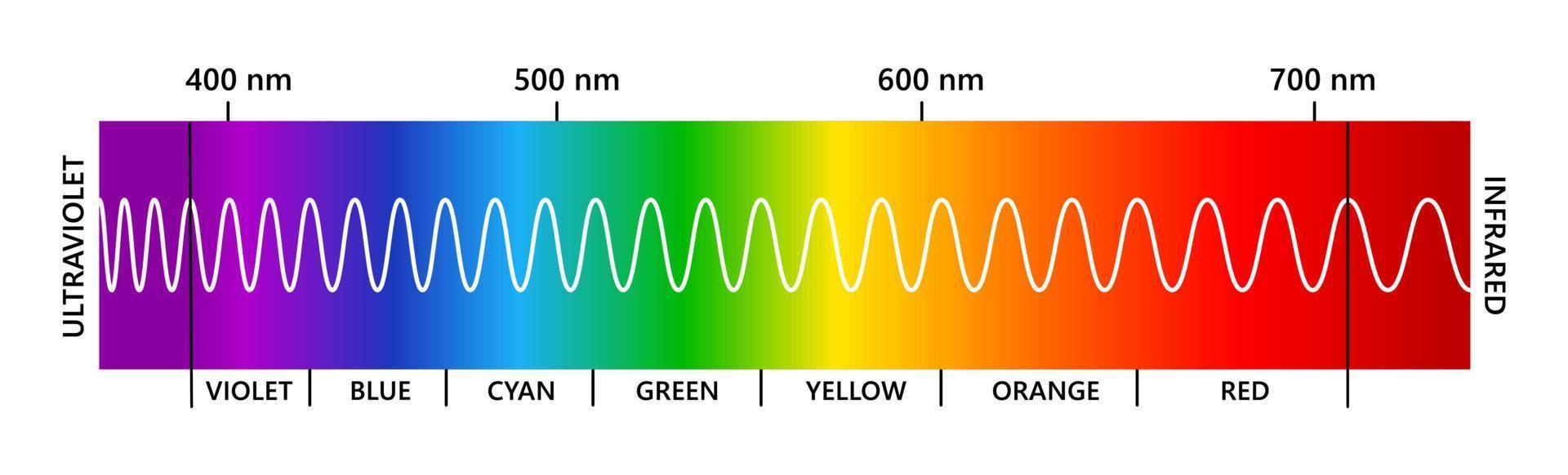 espectro de luz visible, infrarrojo y ultravioleta. espectro de color electromagnético visible para el ojo humano. diagrama de gradiente vectorial con longitud de onda y colores. ilustración educativa sobre fondo blanco vector