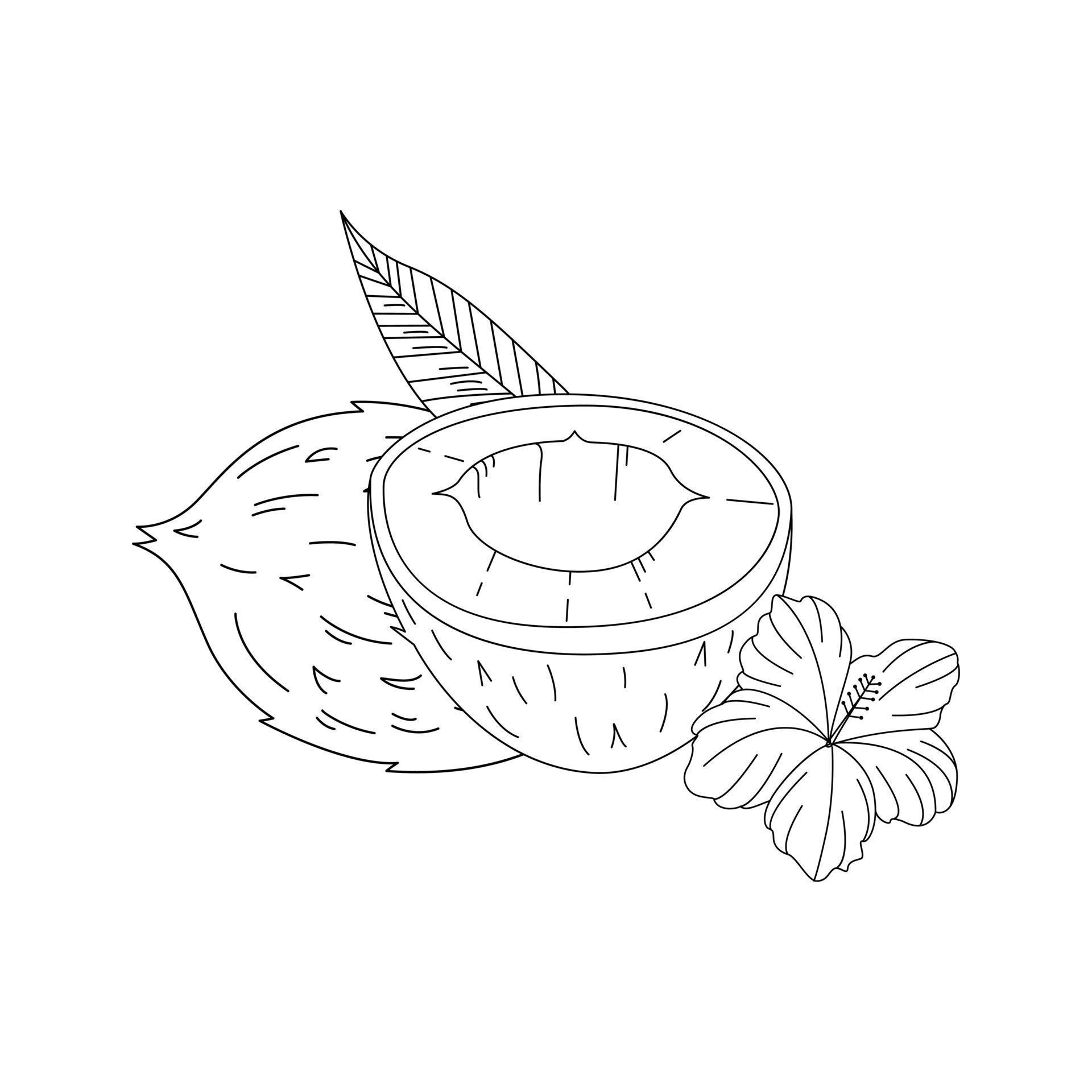 Half A Coconut And A Whole Coconut In Vintage Style. Hand Drawn Outline