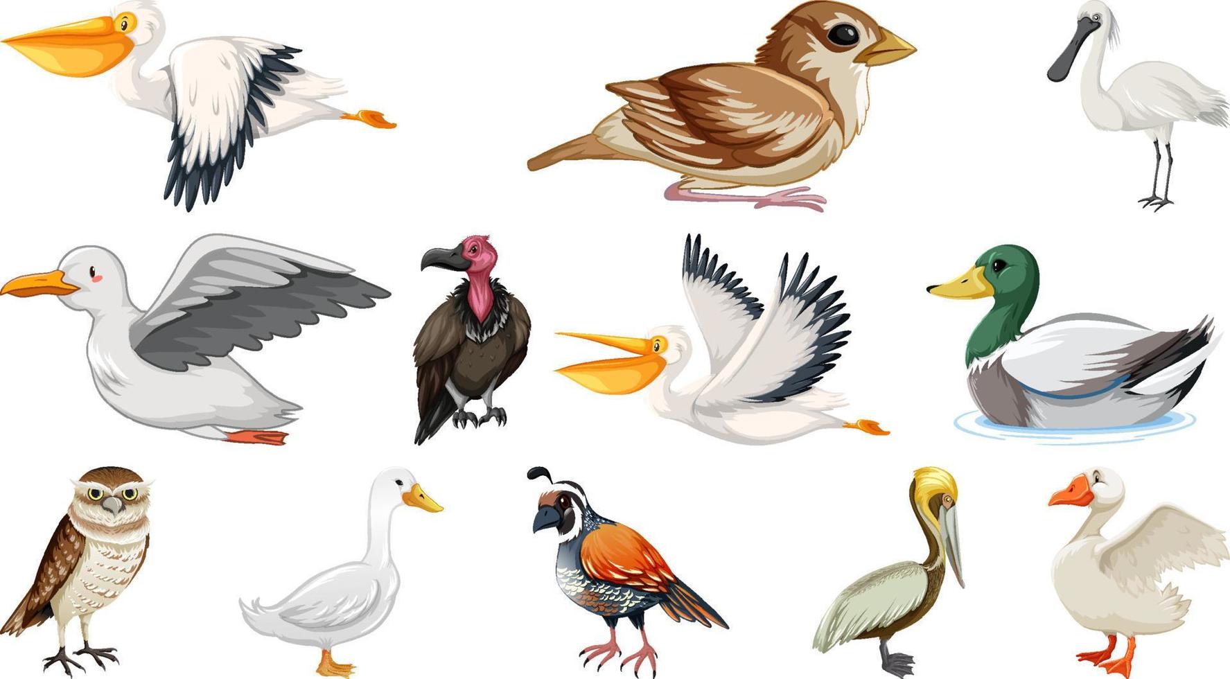 diferentes tipos de colección de aves vector