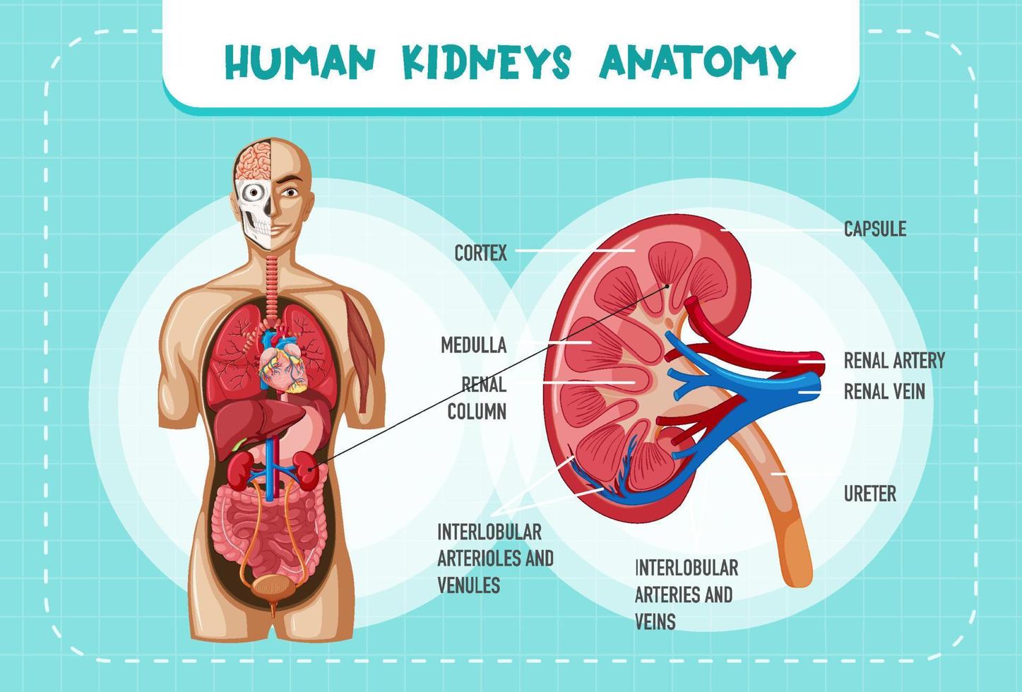 órgano interno humano con riñón vector