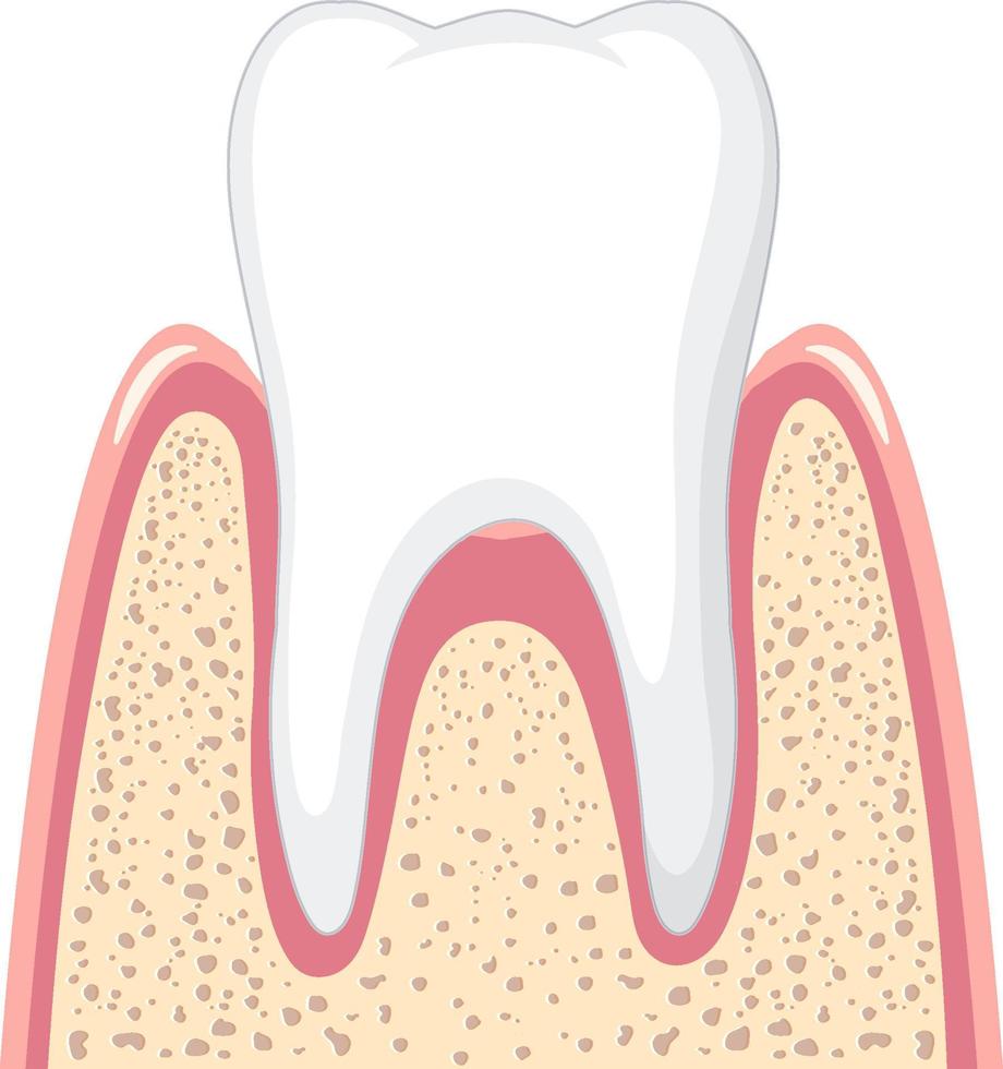 Diente fuerte en la encía sobre fondo blanco. vector