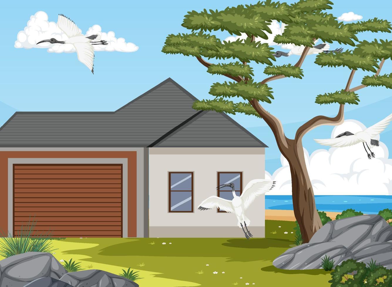 Australian white ibis bird around house vector