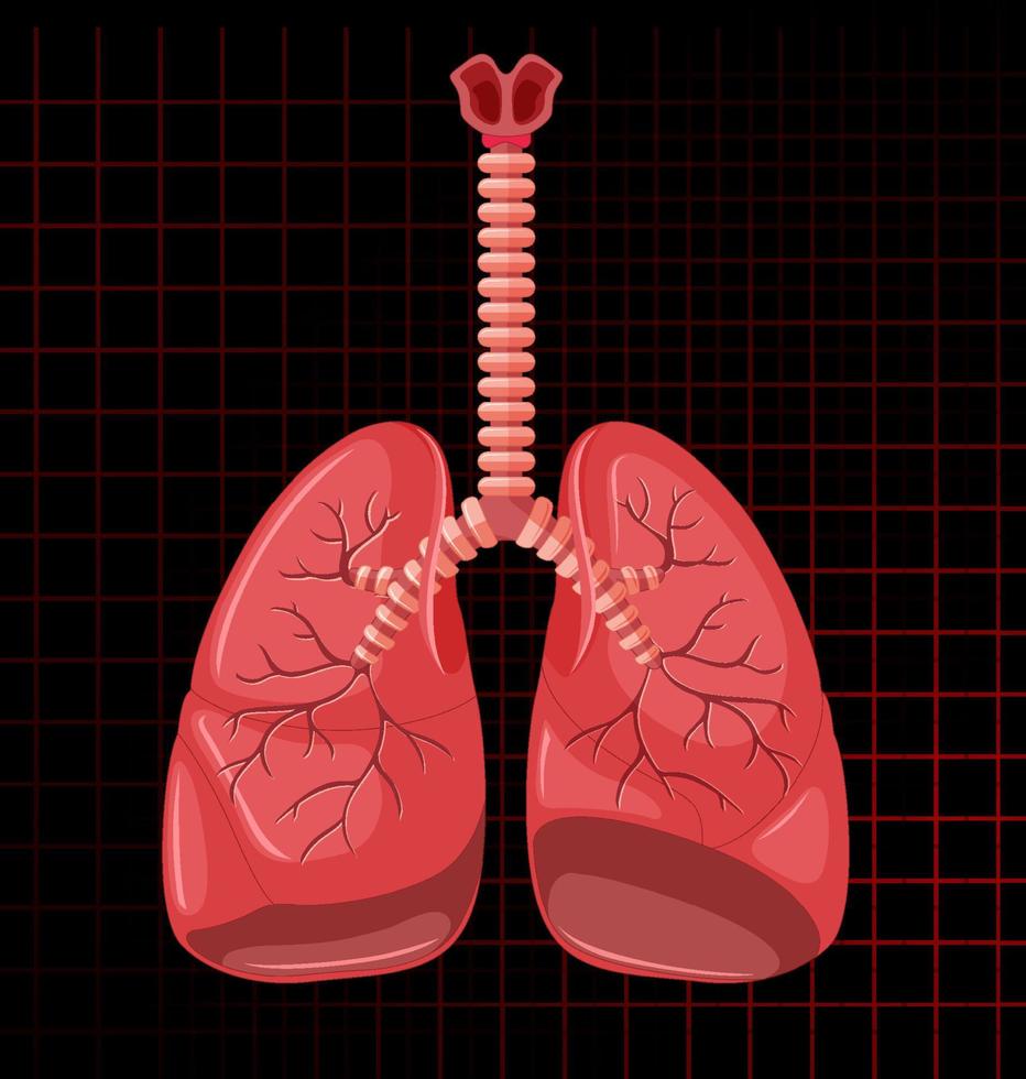 Human internal organ with lungs vector