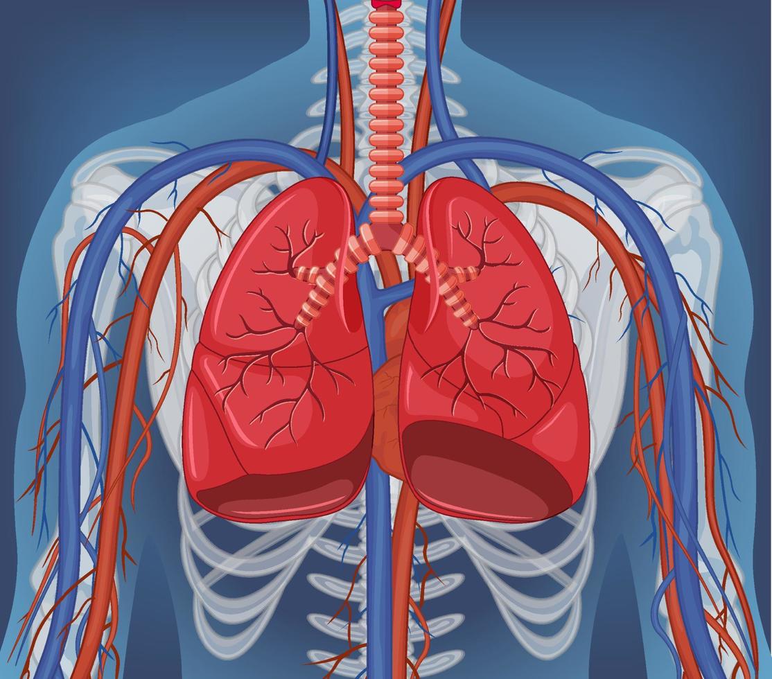 radiografía, de, cuerpo humano, con, órganos internos vector