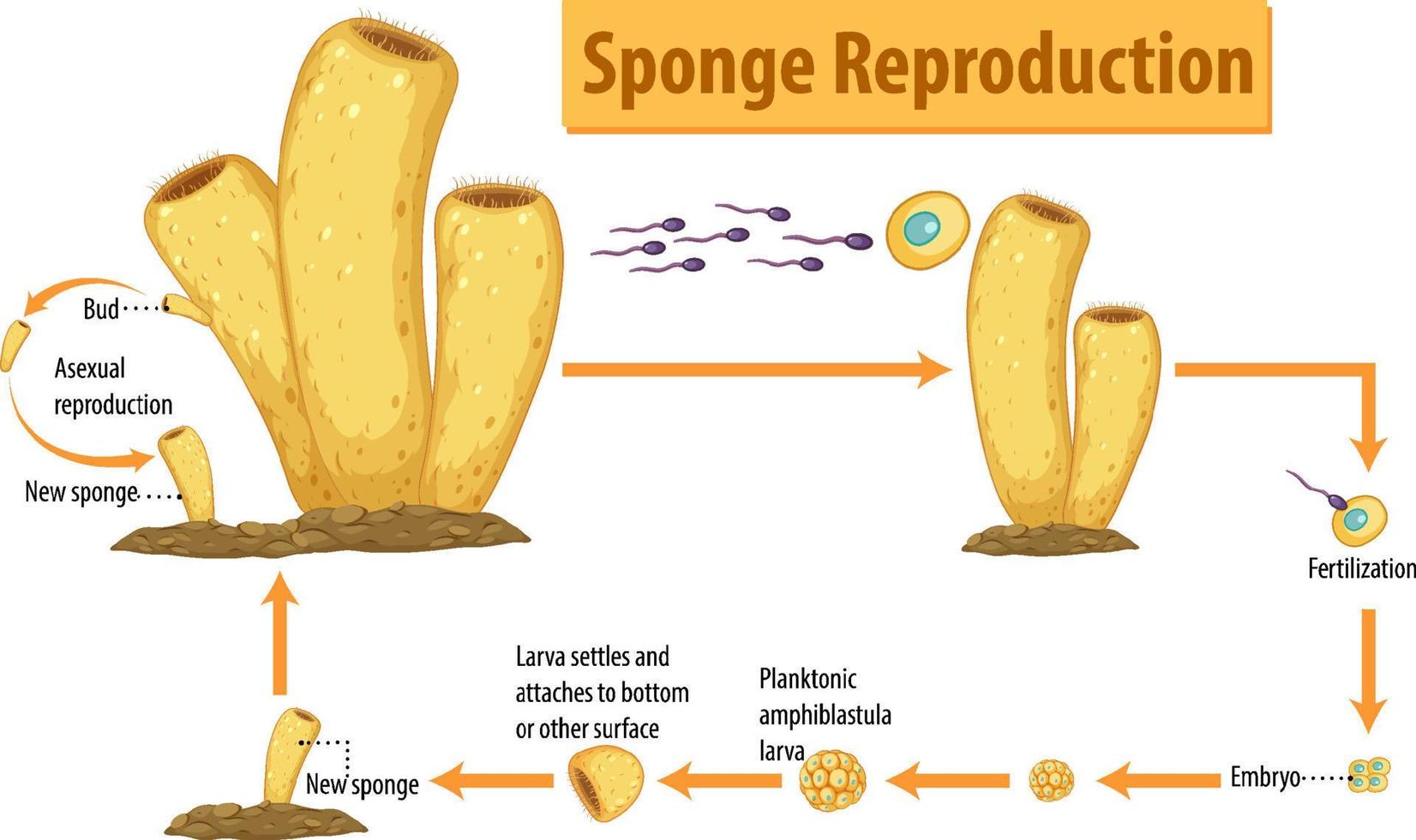 Diagram showing sponge reproduction 7699638 Vector Art at Vecteezy