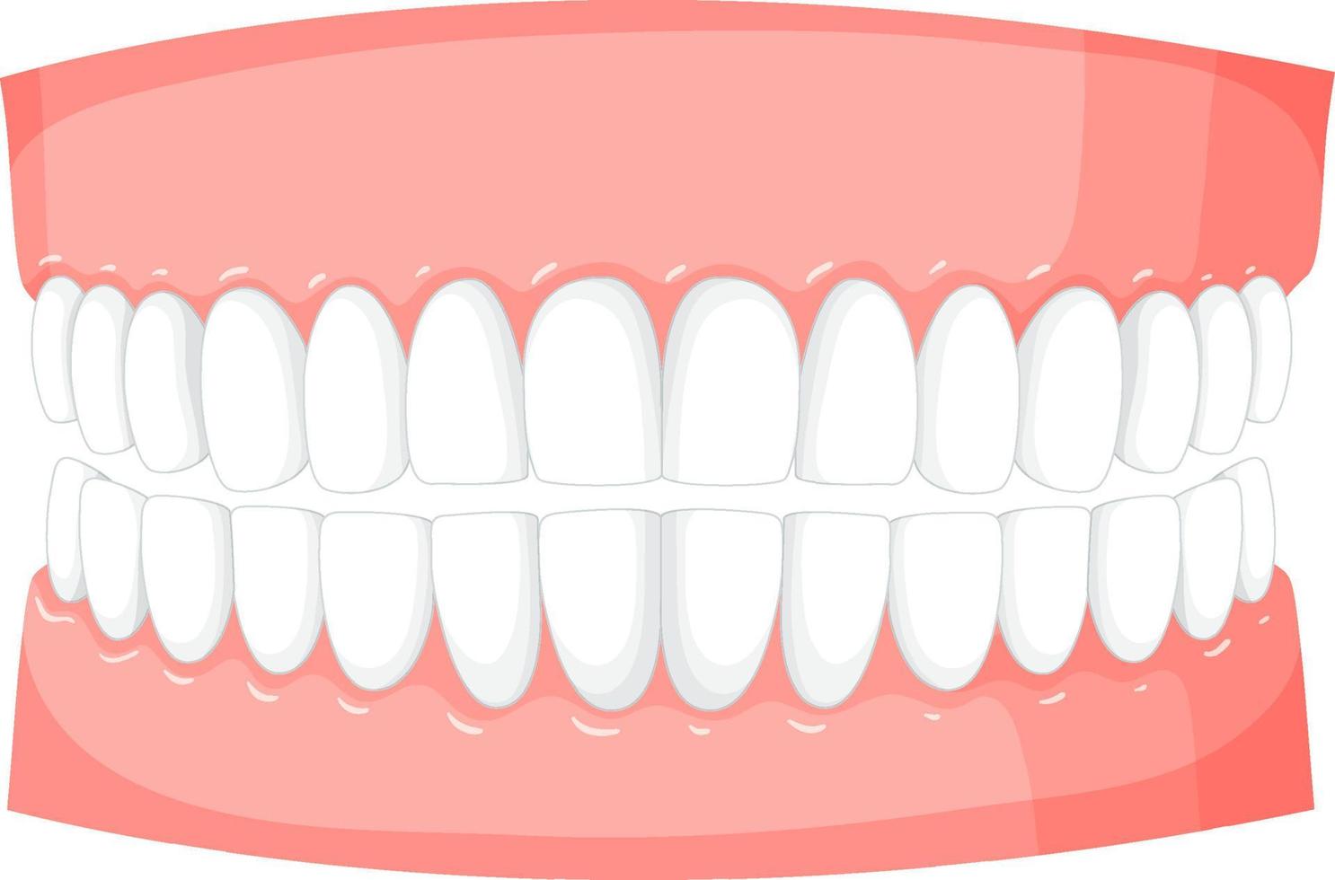 modelo de dientes humanos sobre fondo blanco vector