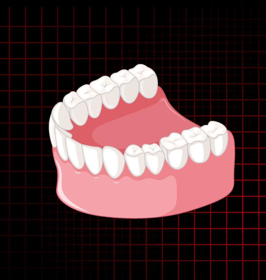 mandíbula humana con dientes vector
