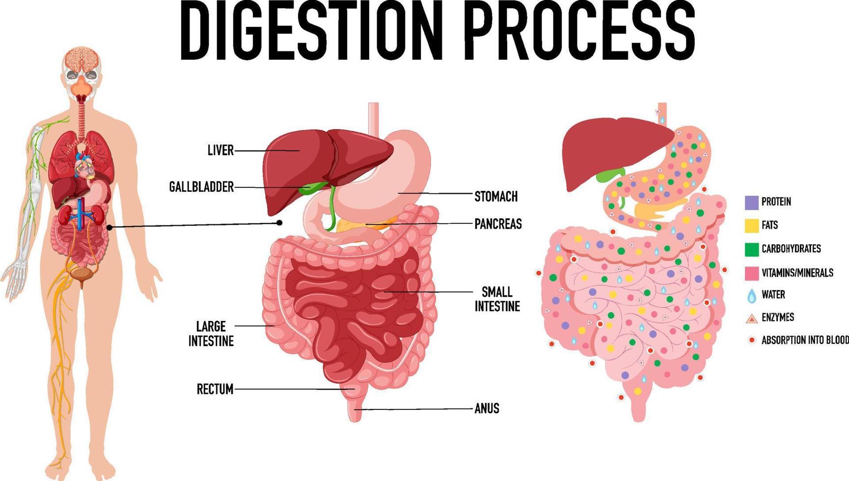 diagrama que muestra el proceso de digestión vector