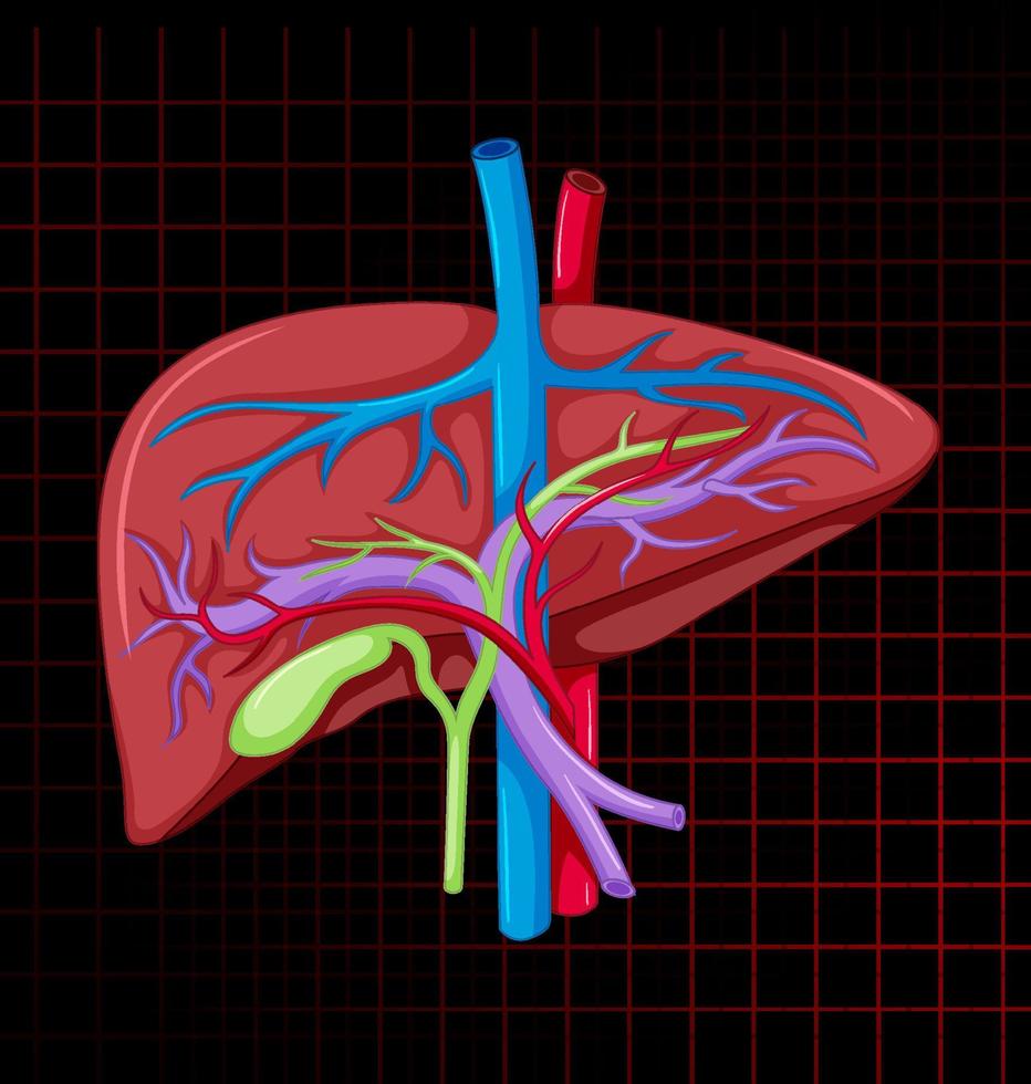 órgano interno humano con hígado vector