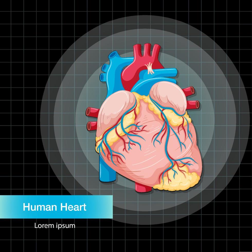 Human internal organ with heart vector