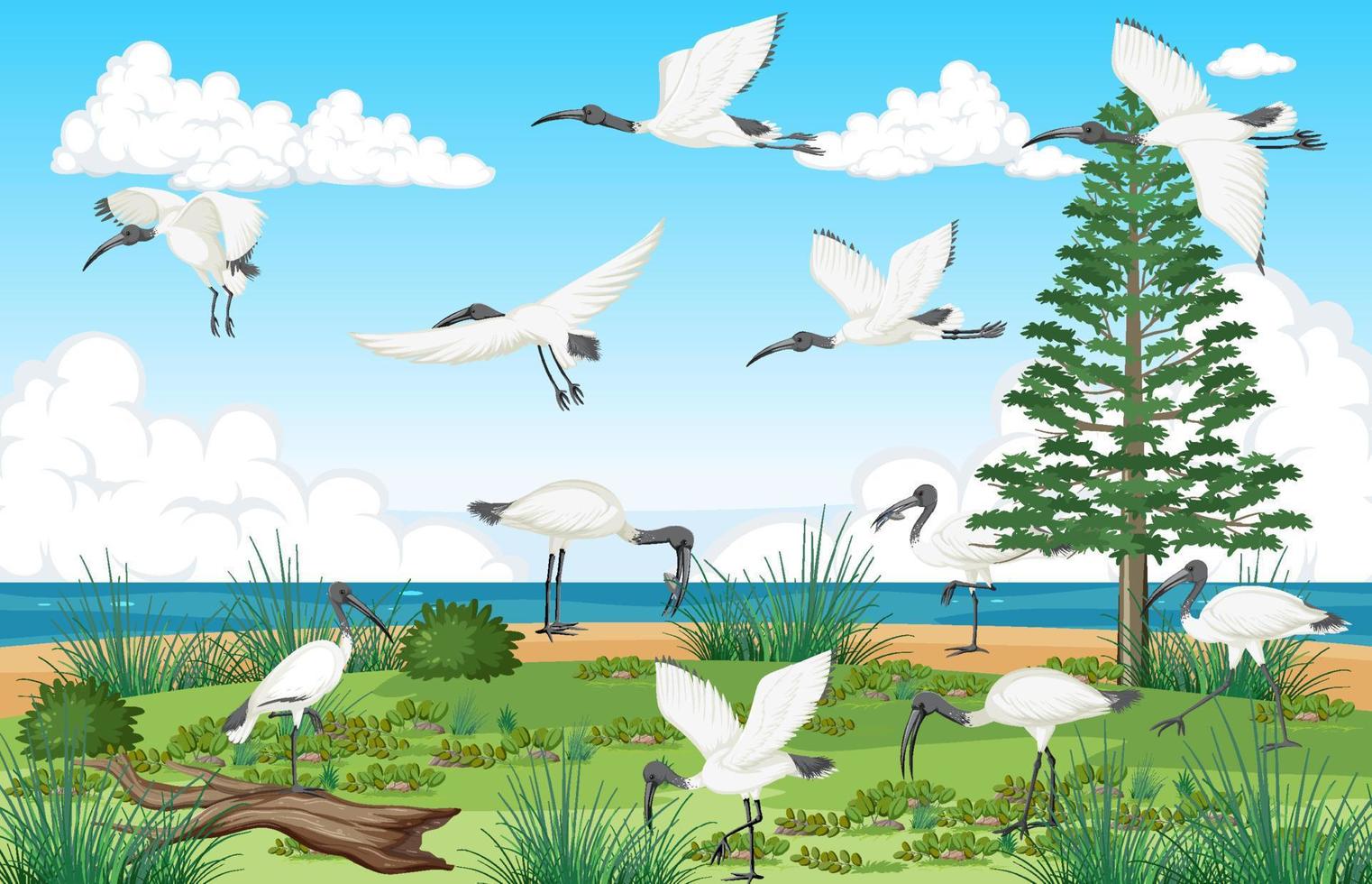 Outdoor scene with Australian white ibis group vector