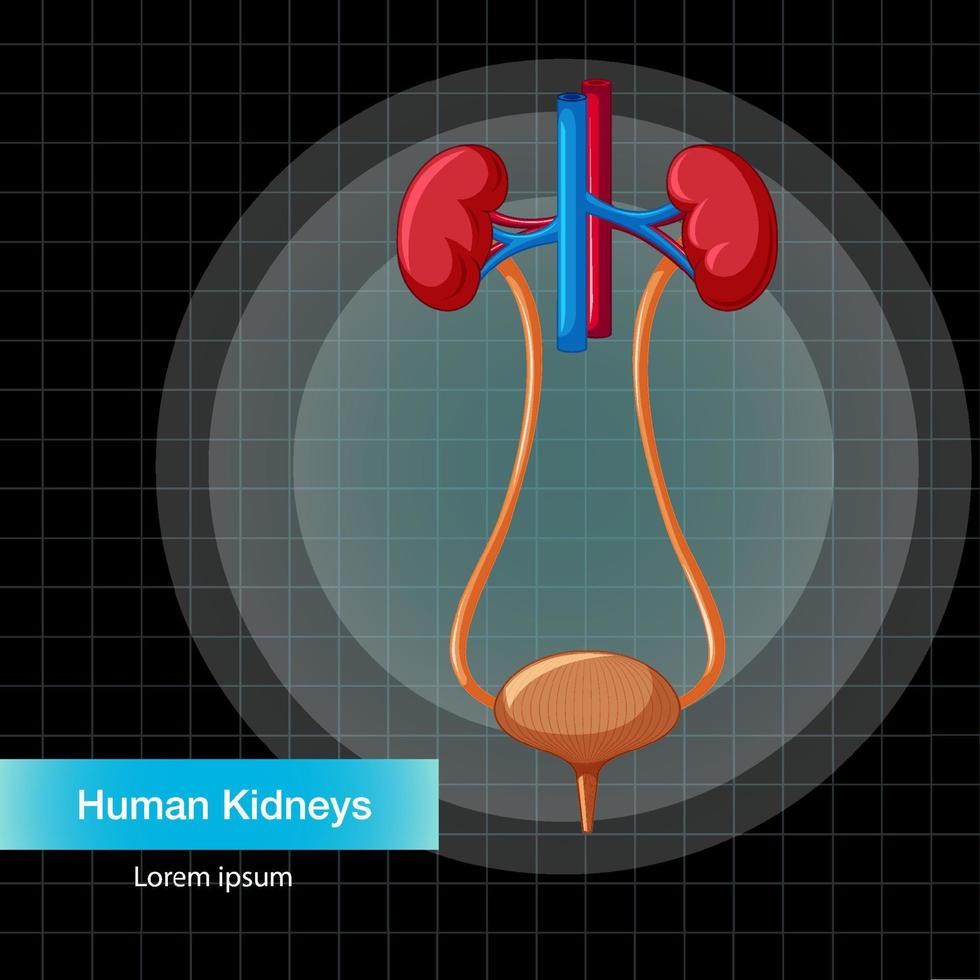Human internal organ with kidneys and bladder vector