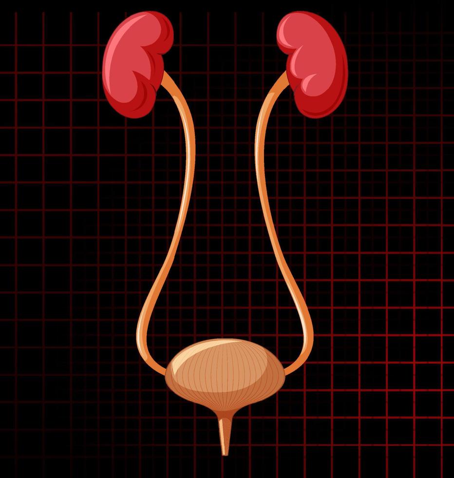 Human internal organ with kidneys and bladder vector