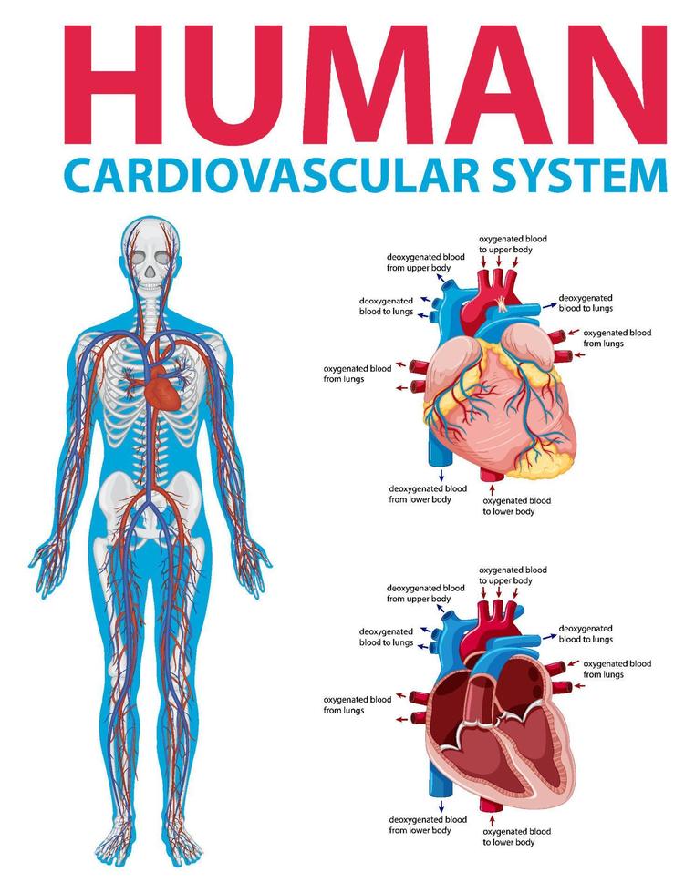 Human internal organ with heart vector