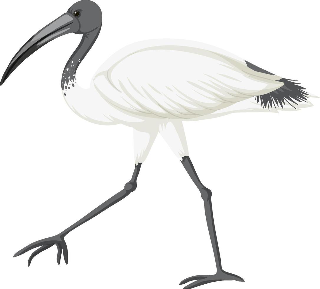 ibis blanco australiano aislado vector