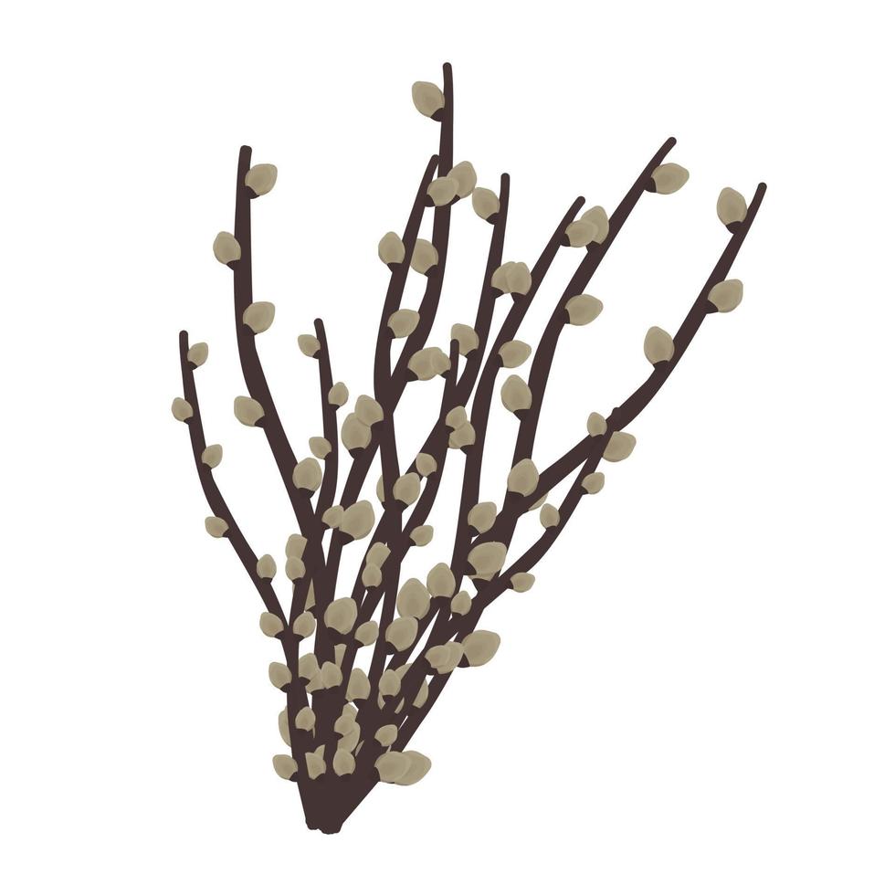 Willow twig, illustration vector