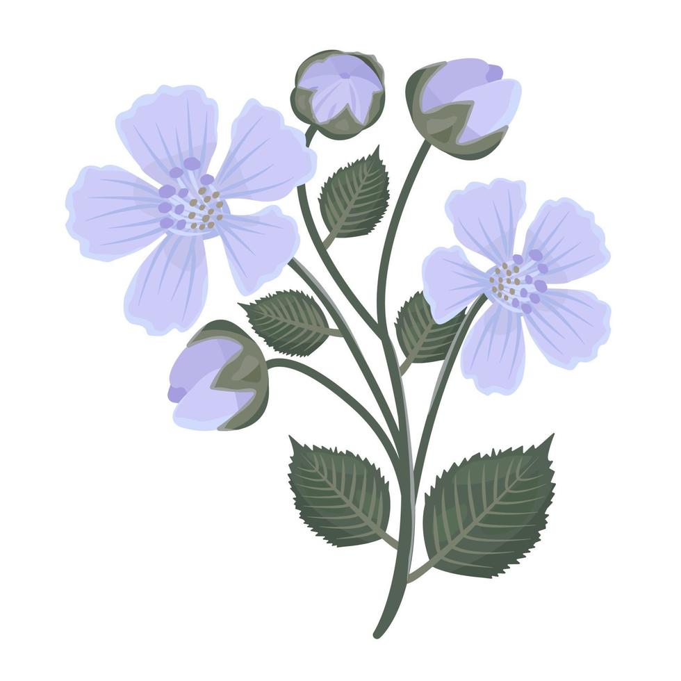 Blackberry flowers, illustration vector