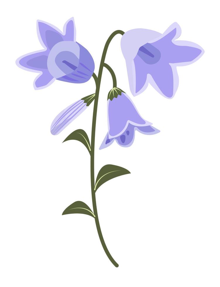 Bellflowers with leaves vector