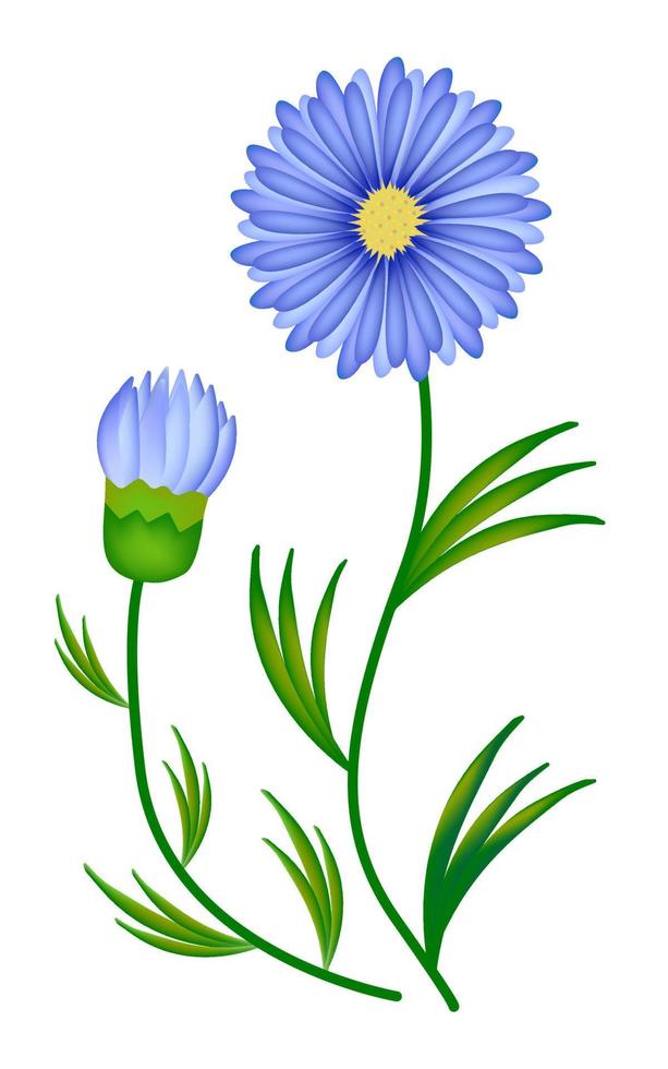 Asters with leaves, illustration vector