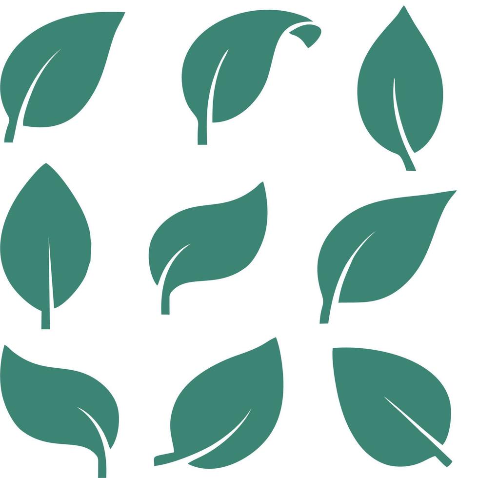 vector or coconut or palm leaves in green color on white background.