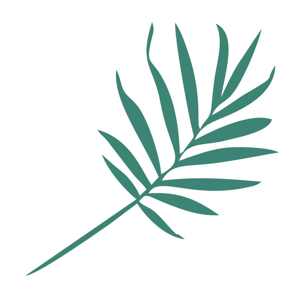 vector or coconut or palm leaves in green color on white background.