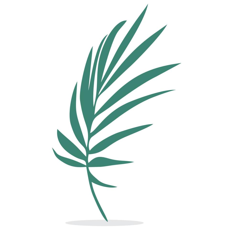vector or coconut or palm leaves in green color on white background.