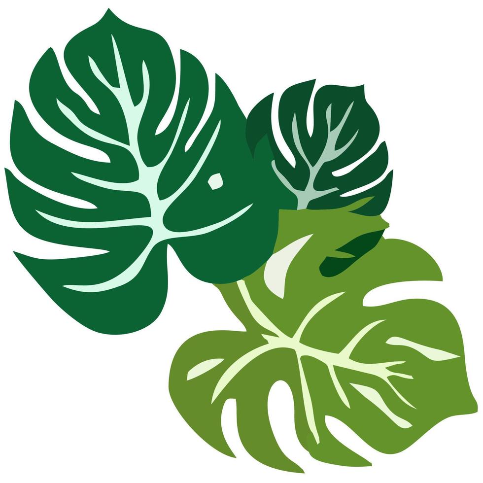 green monstera leaf vector on a white background. leaf pattern.