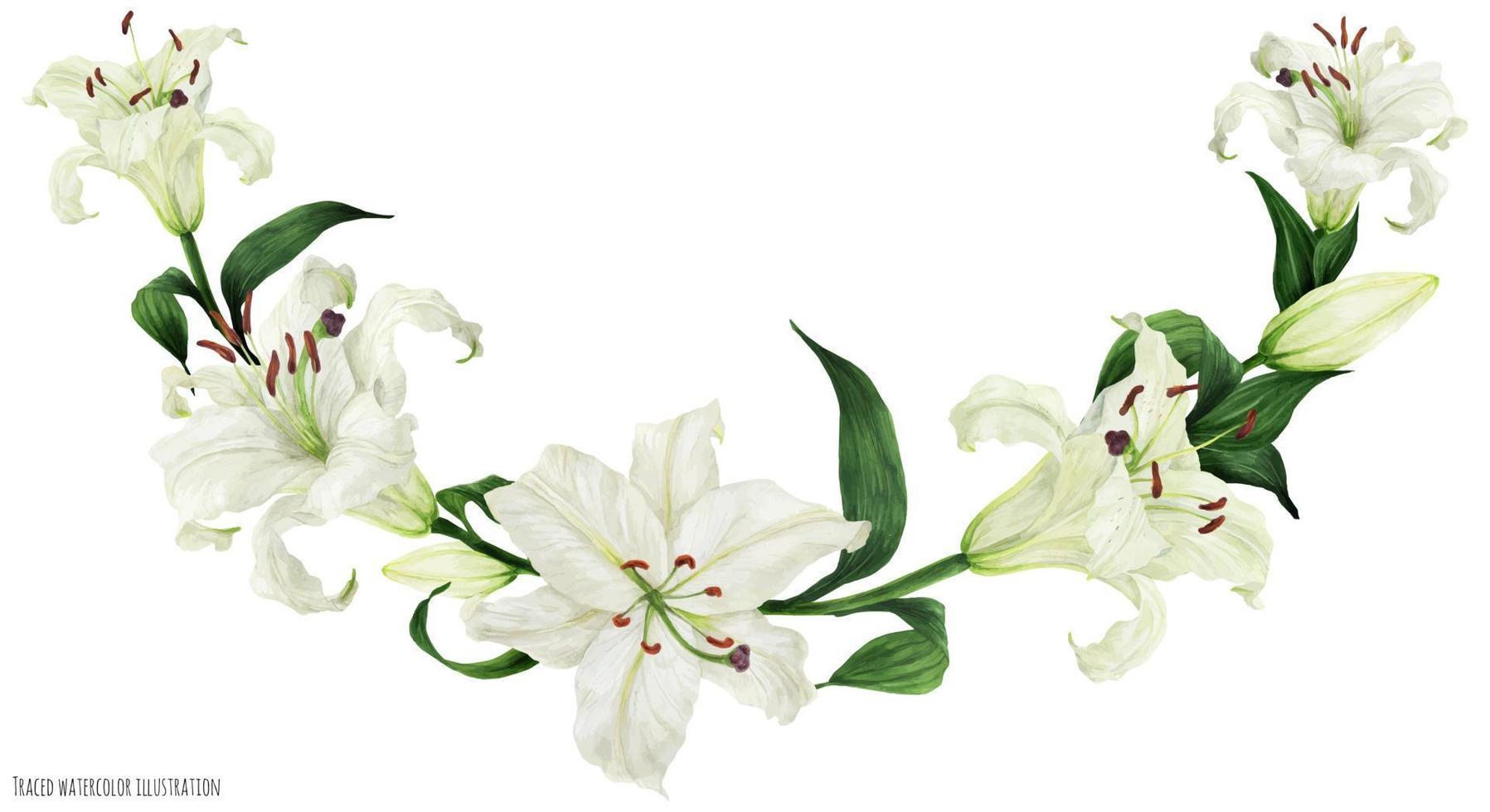 Tropical floral traced watercolor arc with oriental white lilies vector