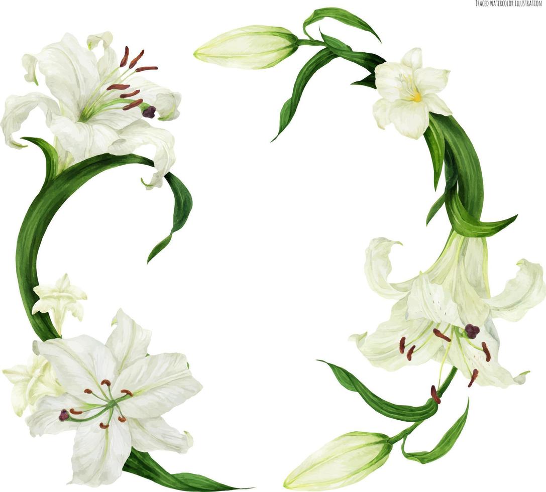 Tropical wreath with white lily and freesia, traced watercolor vector