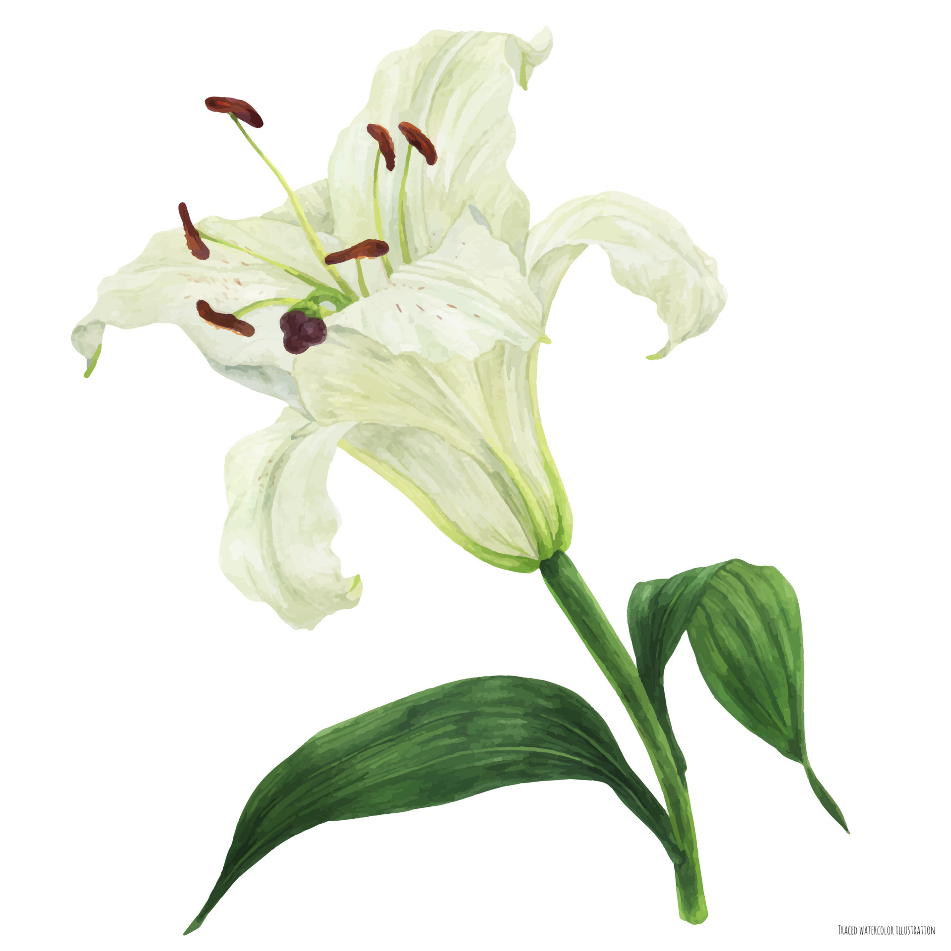 Blooming flower of White Oriental Lily, botanical traced watercolor