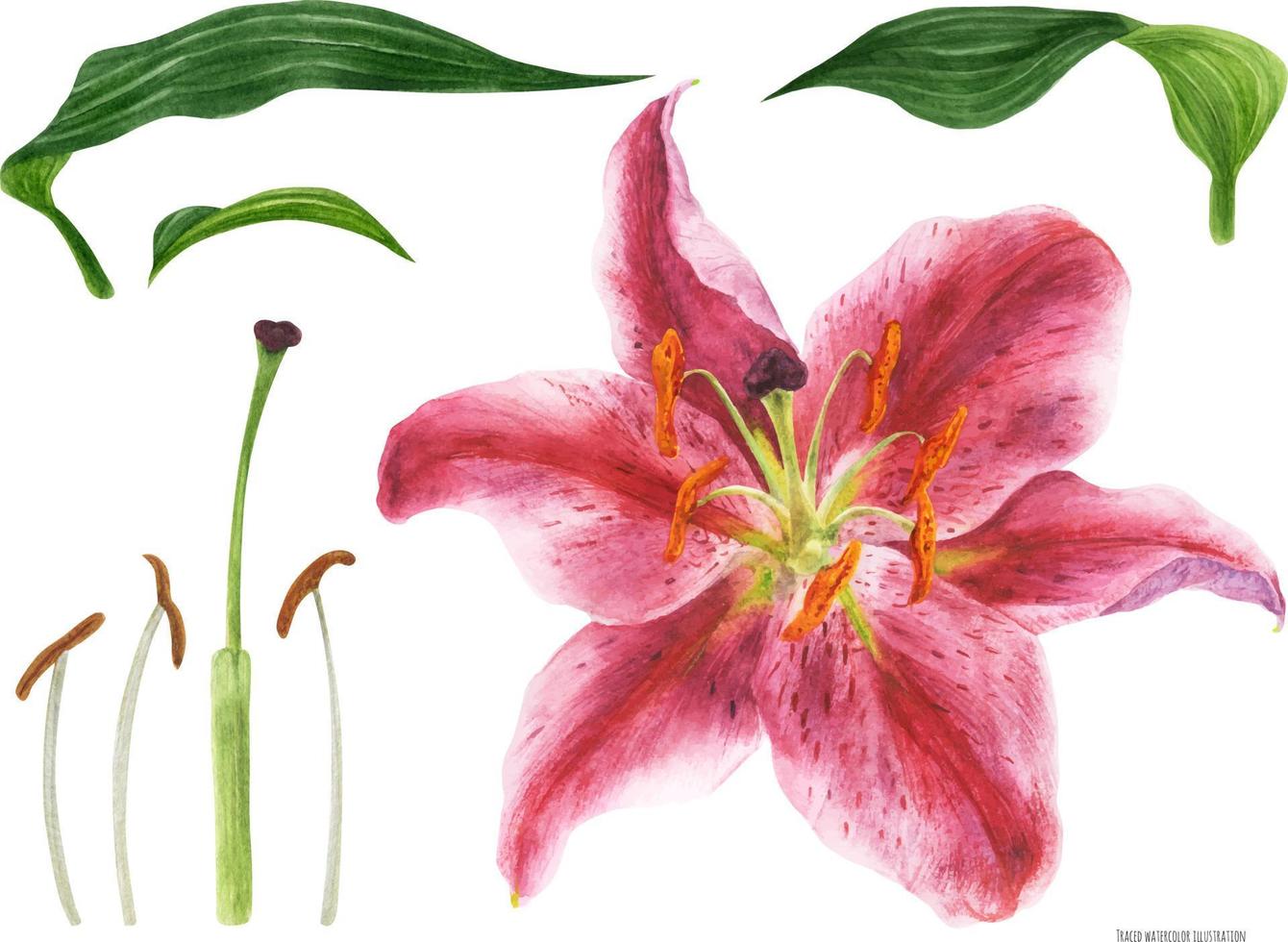 Asian Lily Stargazer flower and pistil, traced watercolor vector