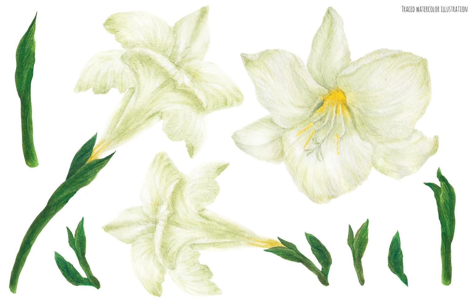 Freesia white flowers and buds, traced watercolor illustration vector