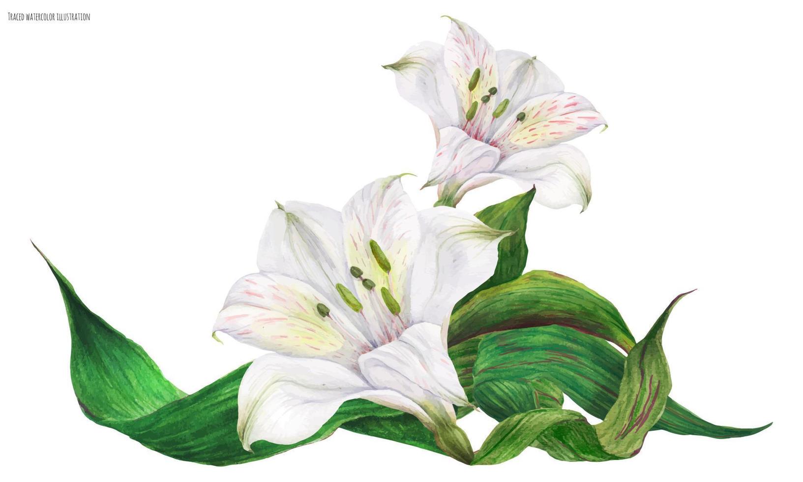 Bridal vignette with white peruvian lily flowers, realistic watercolor illustration vector