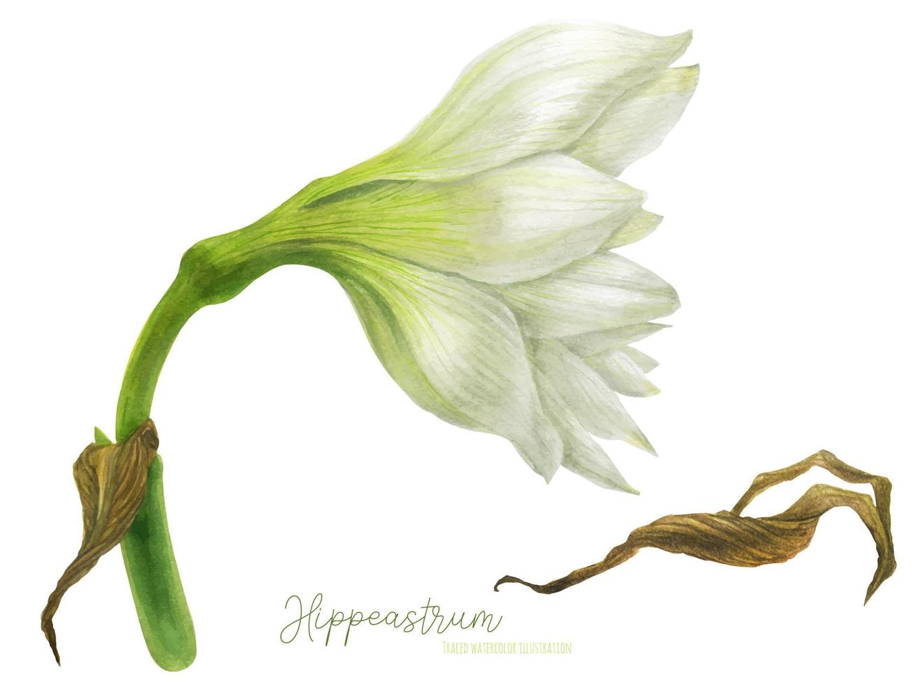 vista lateral de la flor de hippeastrum, arte de acuarela trazado vector