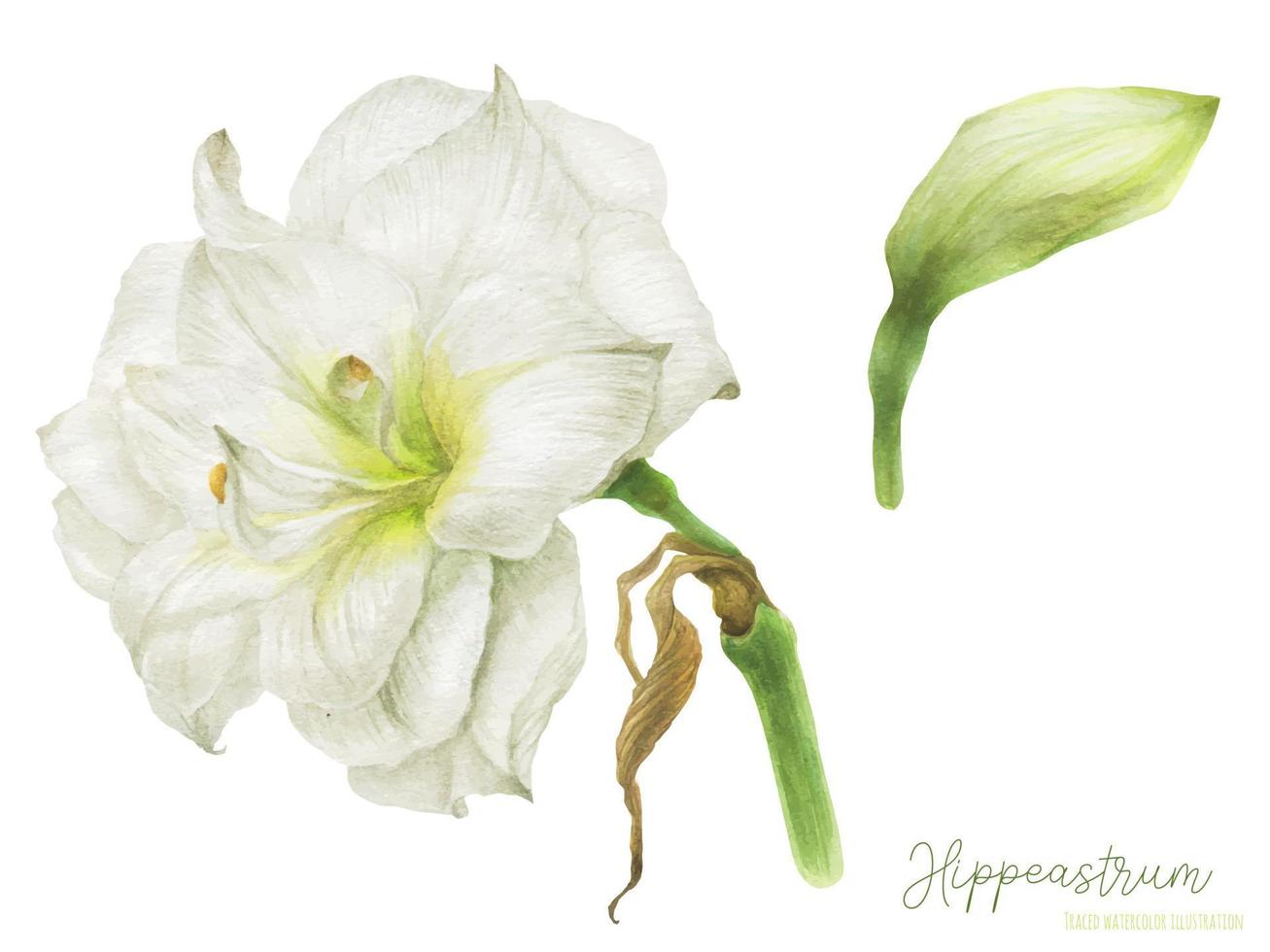 Hippeastrum flower and bud, botanical watercolor with clipping path vector