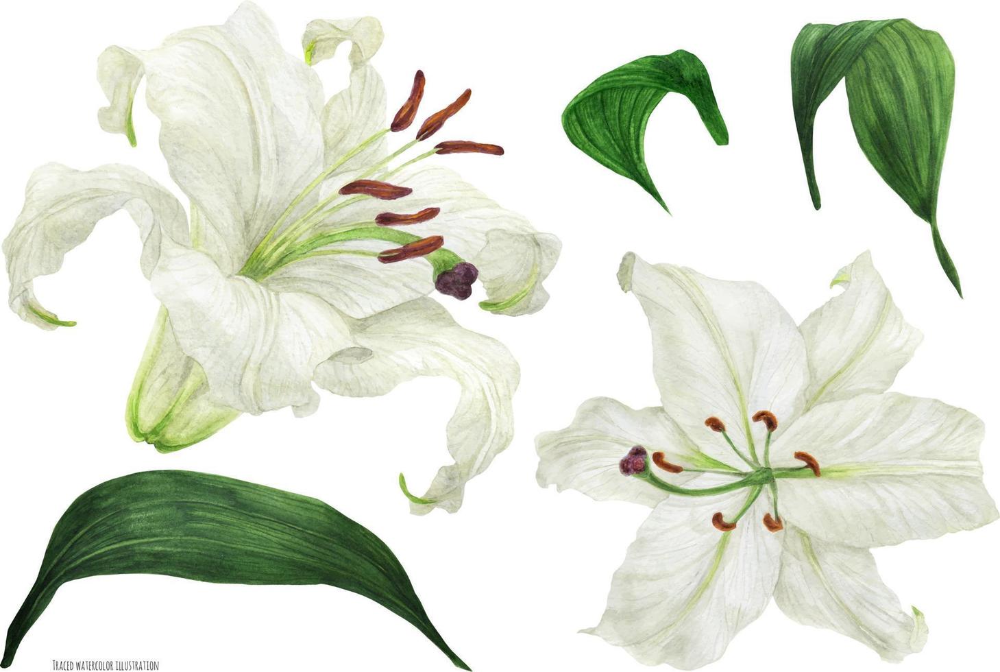 Flowers and leaves of White Oriental Lily, botanical traced watercolor vector