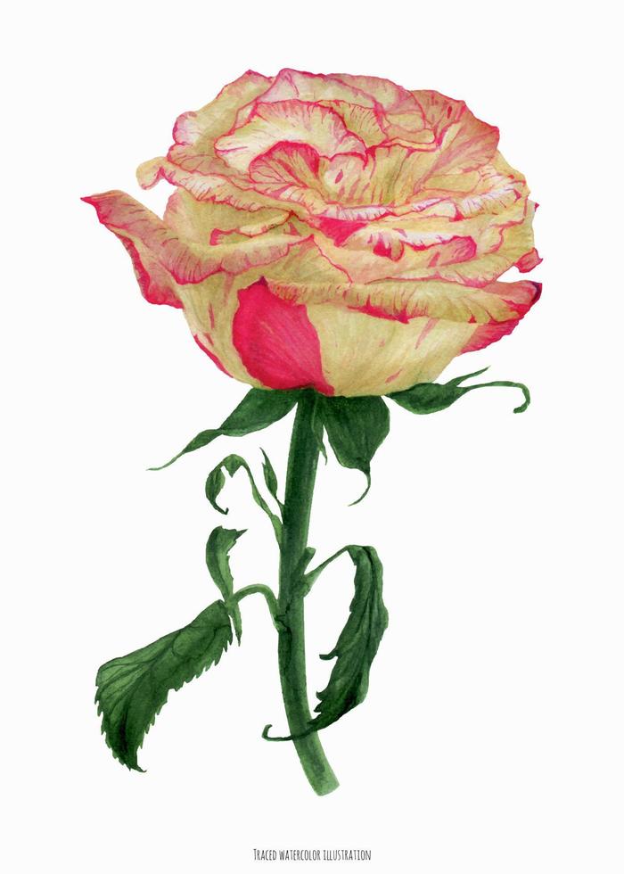 rosa de coral cremosa de dos tonos fresca, ilustración botánica realista de color aguamarina vector