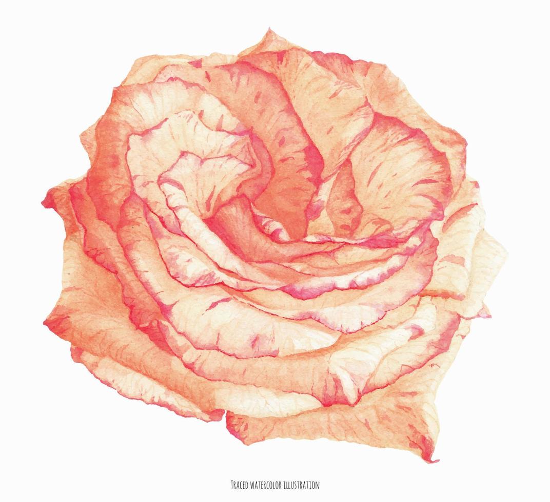 flor de rosa de coral crema bicolor fresca, color de agua rastreado realista botánico vector