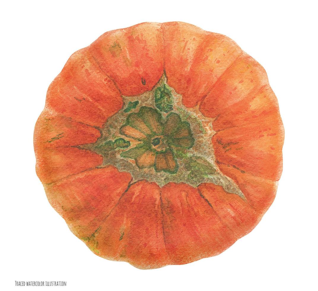 Orange Carnival Squash, botanical realistic art, traced watrecolor vector