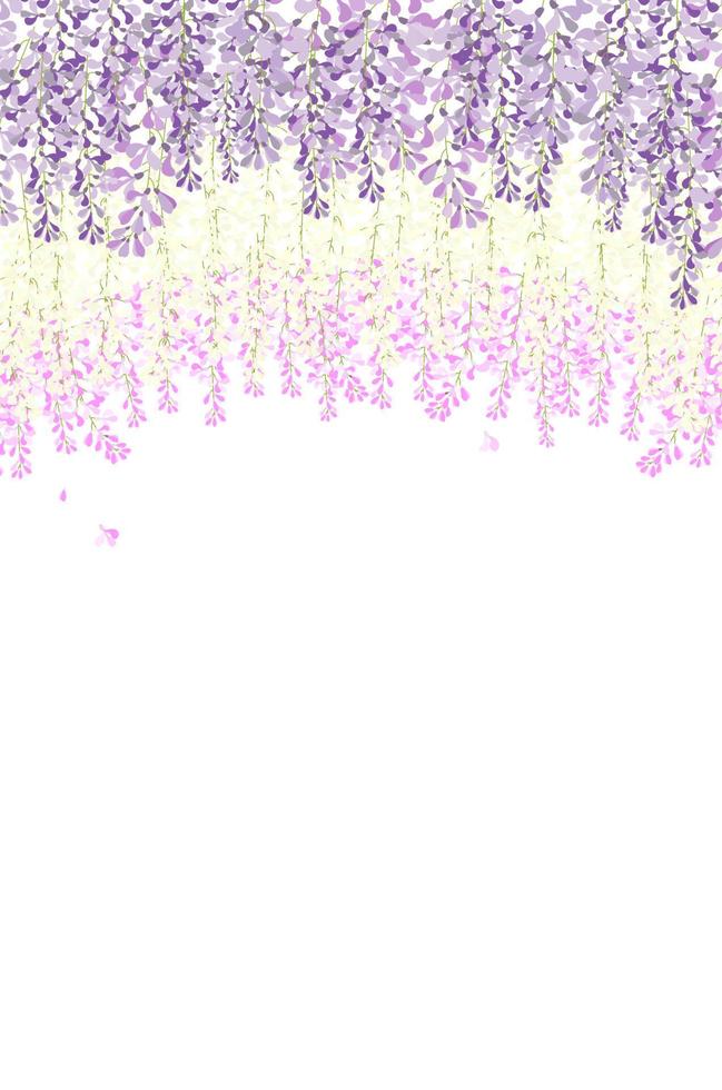vector wisteria beautiful flower