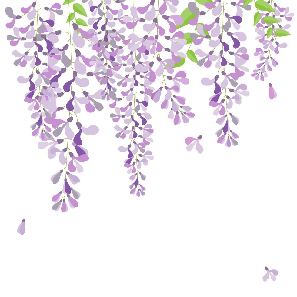 vector wisteria beautiful flower