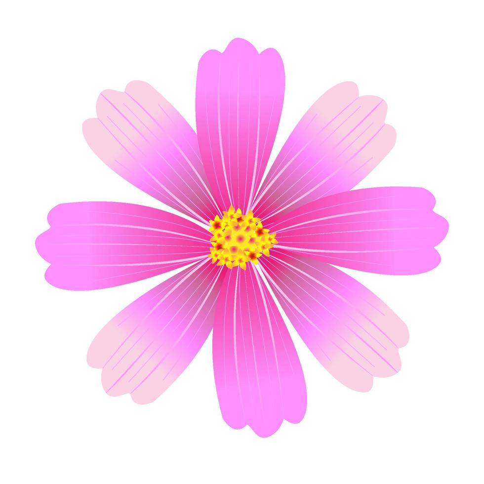 vector cosmos cute flower