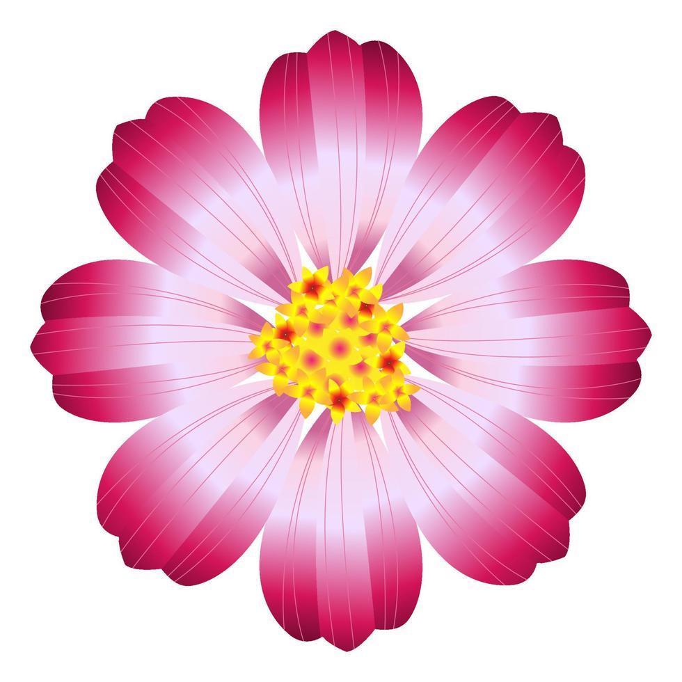 vector cosmos cute flower