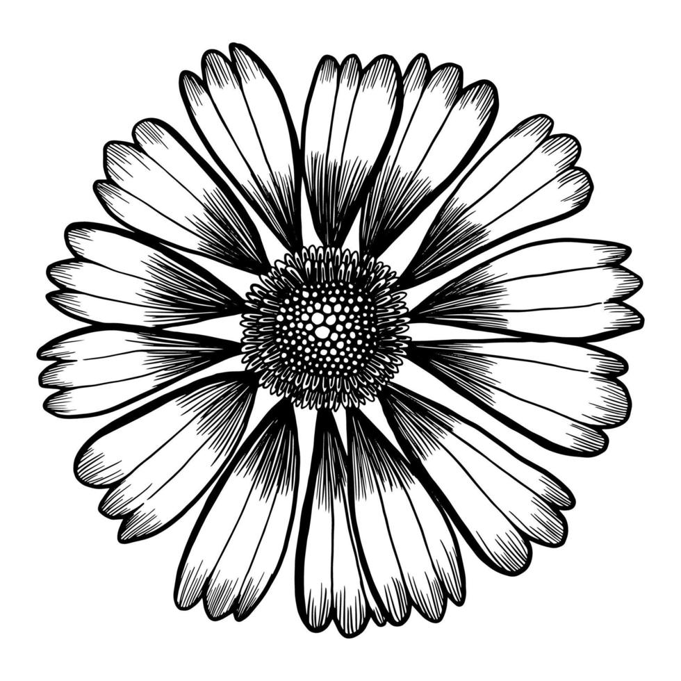 vector drawing and line  flower