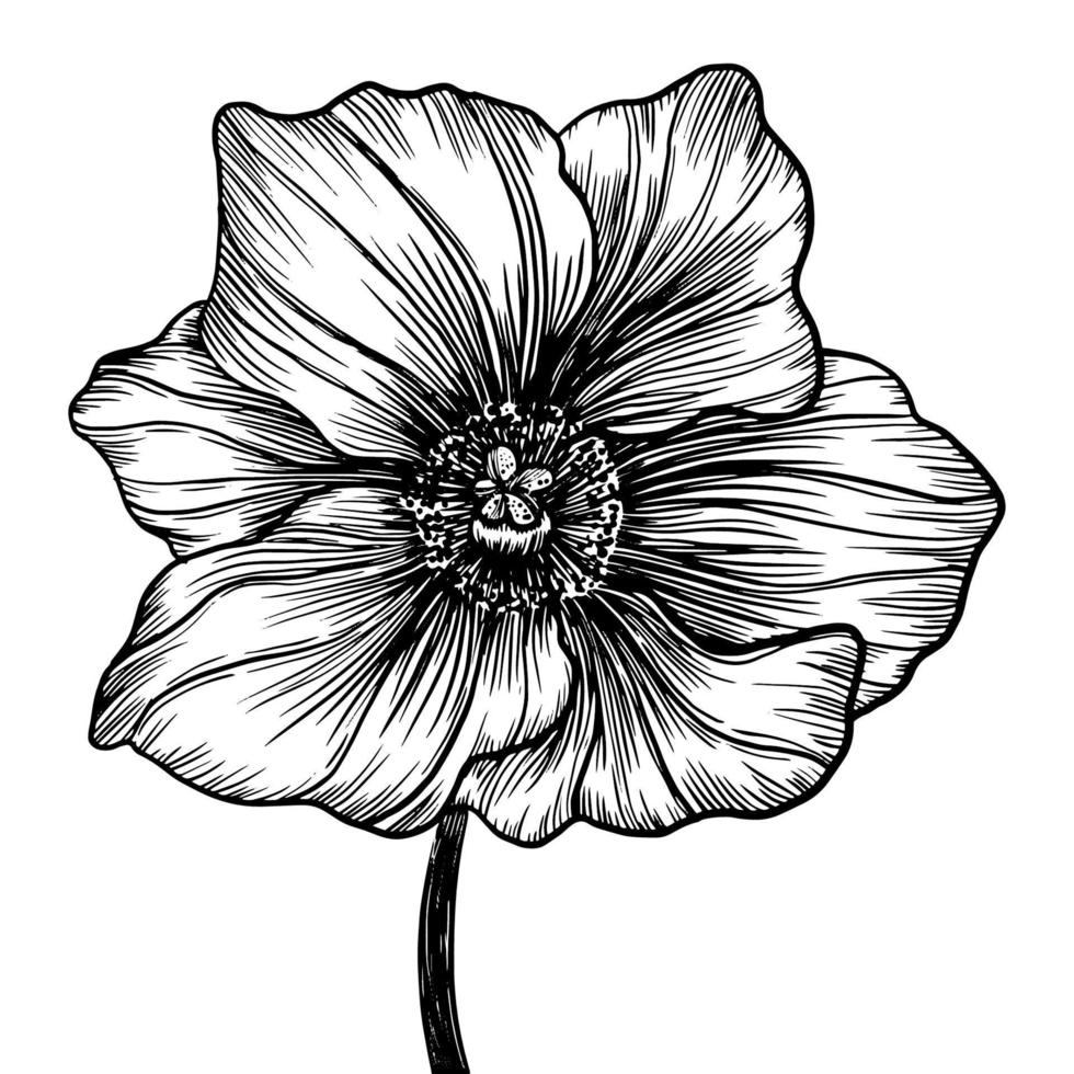 vector drawing and line  flower