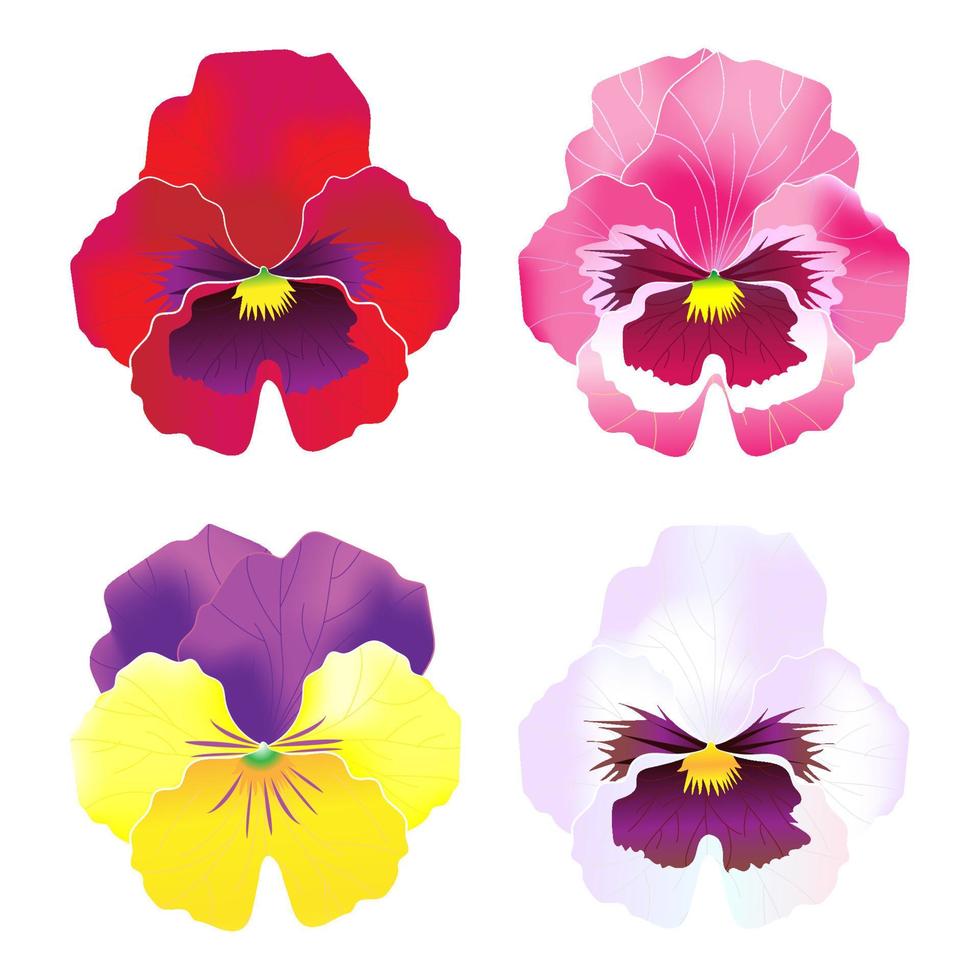 vector pansy colorful flower