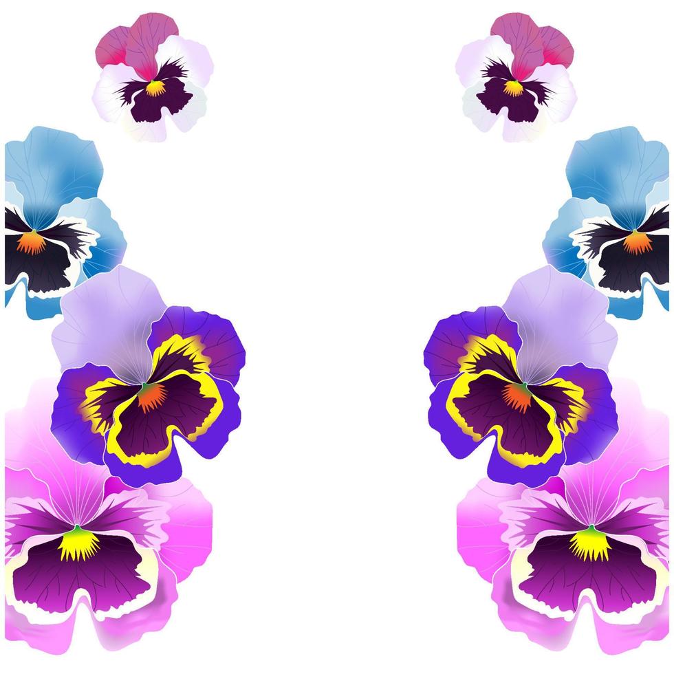 vector pansy colorful flower