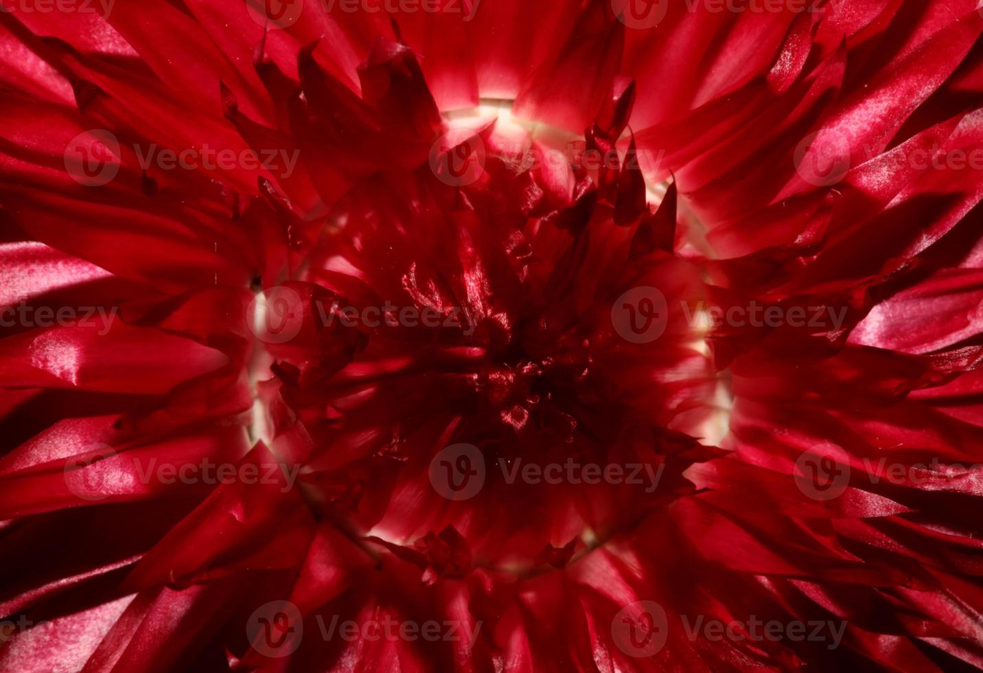 Red flower blossom close up botanical background Helichrysum bracteatum family Compositae high quality big size prints home decoration photo